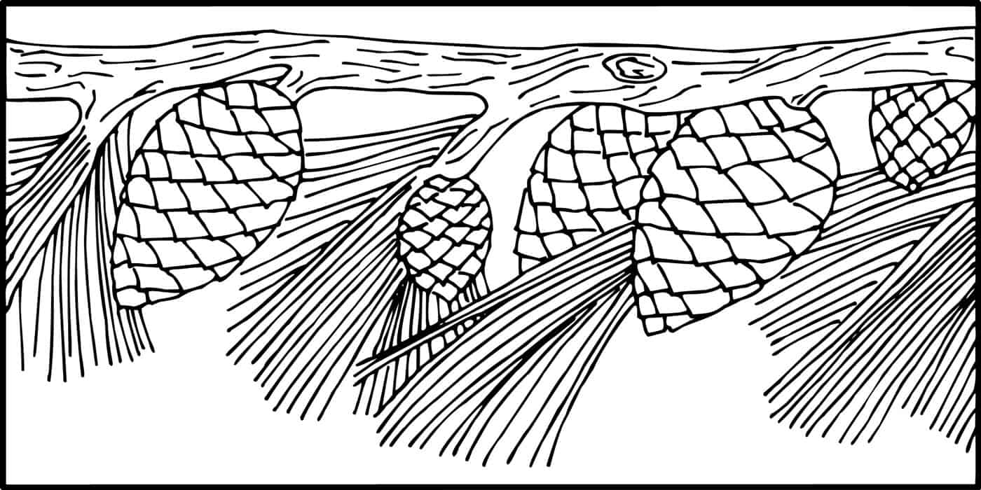 BBA Pinecone 4×8   Pratt + Larson   