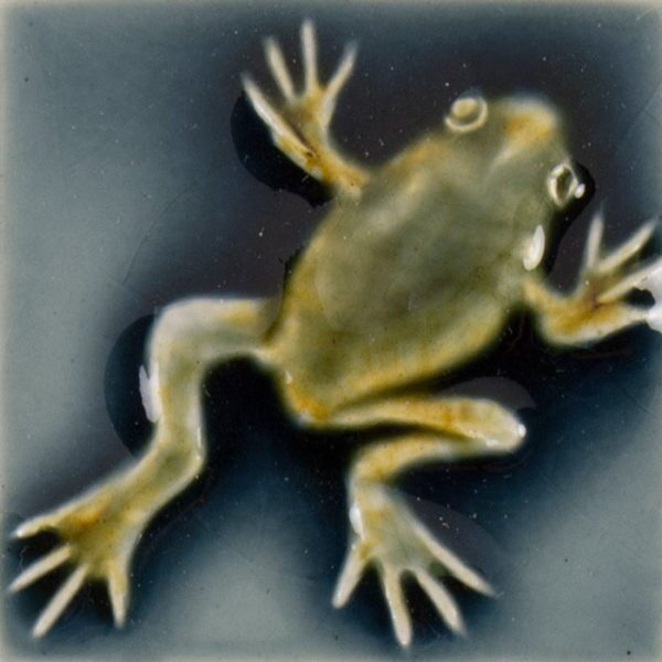 Pratt and Larson Tile 2×2 Frog WW10   Pratt + Larson   