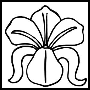 BBF Iris 2x2