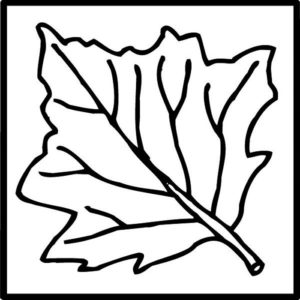 BBF Maple 2x2