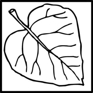 BBF Poplar 2x2