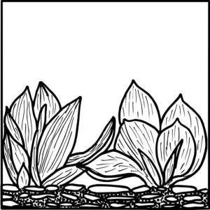 Hosta 6x6